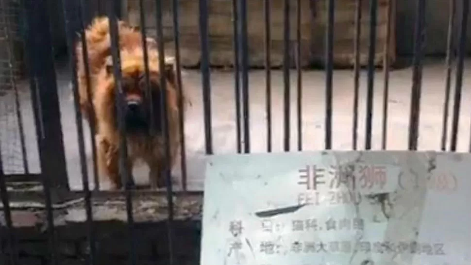 EN LA JAULA Uno de los animales disfrazados del zoo de China. FOTO TOMADA DE ABC.ES