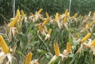 El productor granario obtuvo resultados dispares en maíz y ahora no sabe qué sembrar