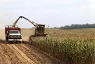 China podría ser el destino de los excedentes de maíz argentino