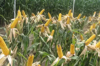 El productor granario obtuvo resultados dispares en maíz y ahora no sabe qué sembrar
