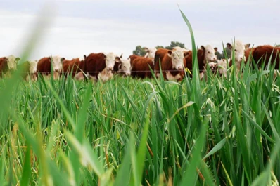 Dietas para amortiguar un clima adverso