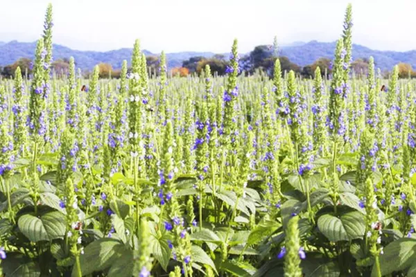 En el NOA se perdió entre el 70% y el 80% de la producción de chía, debido a la sequía