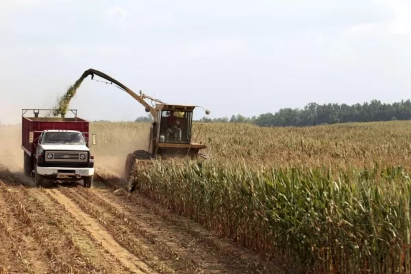 China podría ser el destino de los excedentes de maíz argentino