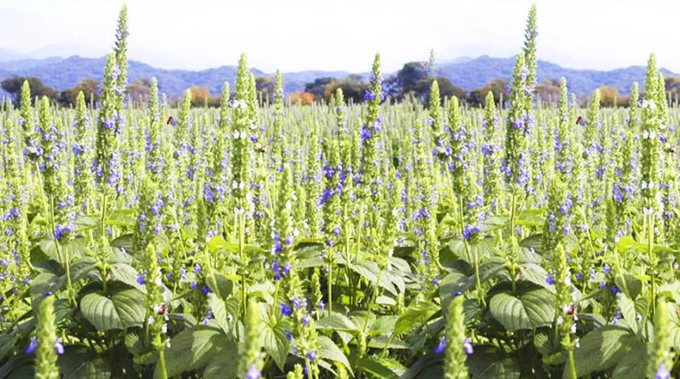 PROYECCIÓN TÉCNICA. La pérdida productiva se registró sobre una superficie sembrada de alrededor de 70.000 hectáreas, informa la Sección Horticultura de la Eeaoc. CHIASEEDEUROPE.COM