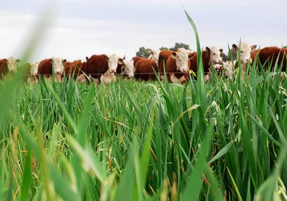 DIETAS SENCILLAS. Un especialista destaca el aporte energético del maíz, el sorgo, la cebada, el trigo y la avena. GENTILEZA INTA 