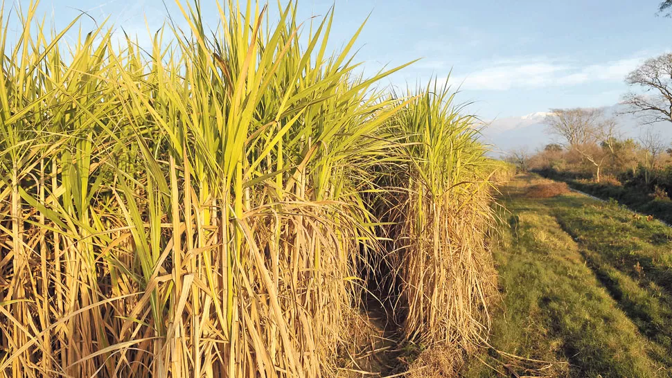 Las heladas dañaron el 80% de la caña