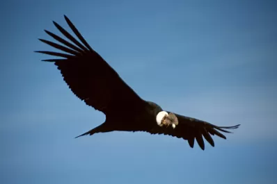 Liberan a dos cóndores en Cafayate