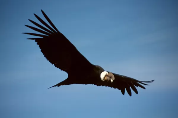 Liberan a dos cóndores en Cafayate