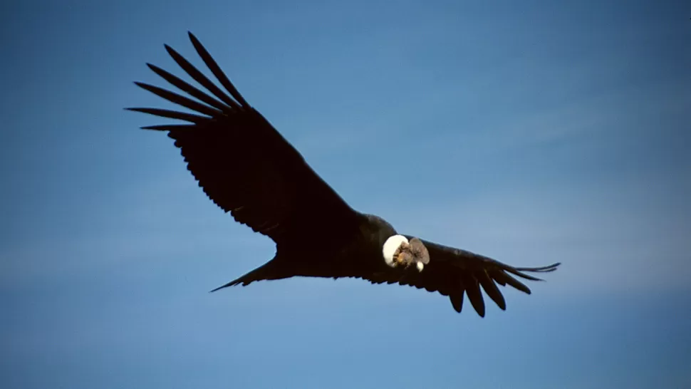 Liberan a dos cóndores en Cafayate