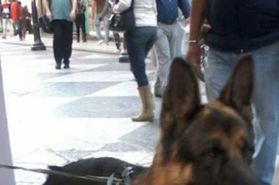 Abandonan a un ovejero alemán en la peatonal