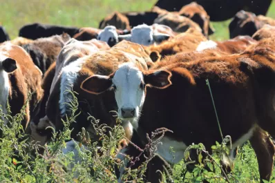 El campo aportó $ 262.000 millones, entre 2011 y 2012