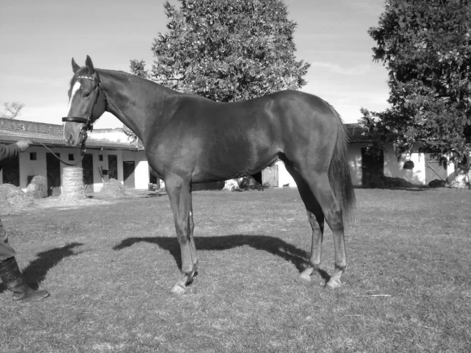 BUENA ESTAMPA. El alazán City At Beach es hijo de City Banker y primera cría de su madre, Lady At Beach (Lord Card). 