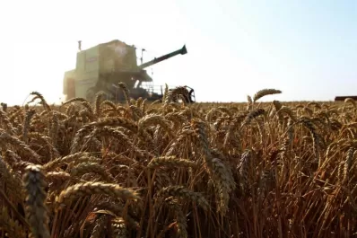 Es menor el ingreso de divisas por la exportación de trigo