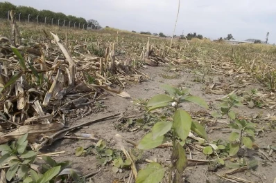 Es momento de bajar de la camioneta, descubrir las malezas y atacarlas antes que se desarrollen