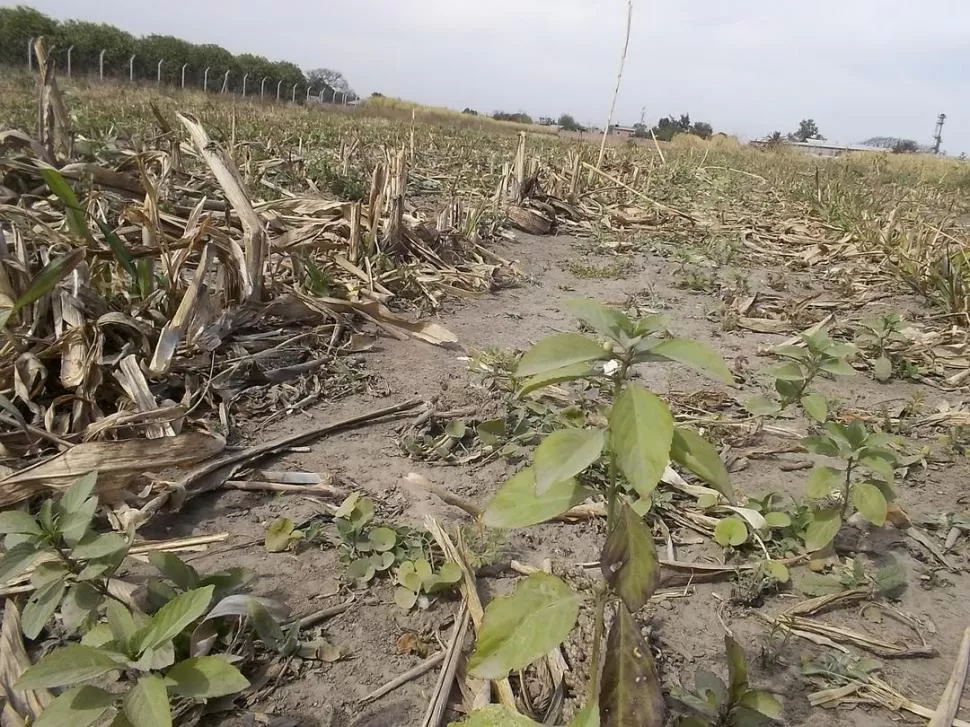 HAY QUE PREPARAR EL CAMPO. En lotes limpios o con cobertura de la última cosecha, hay que verificar la existencia de las malezas, que hoy son muy chicas. Atacarlas favorece el futuro cultivo. FOTOS GENTILEZA EEAOC