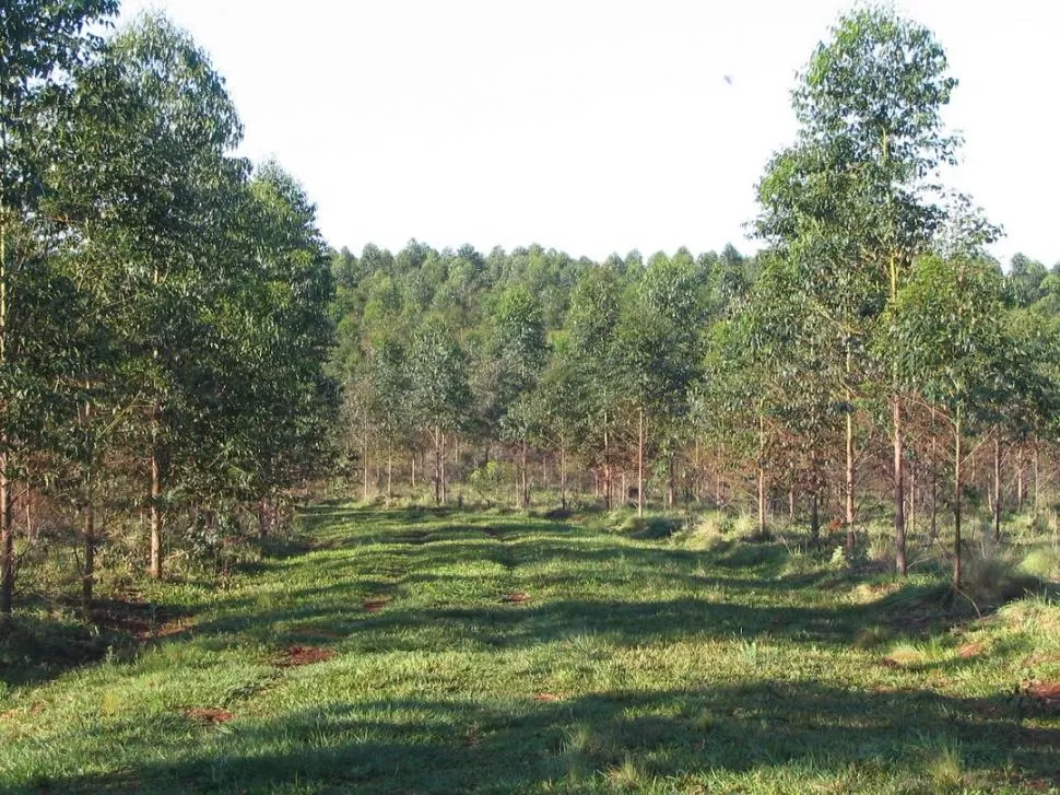 PROYECTOS. Apuntan tanto al enriquecimiento de los bosques nativos, como a la implantación de especies.  