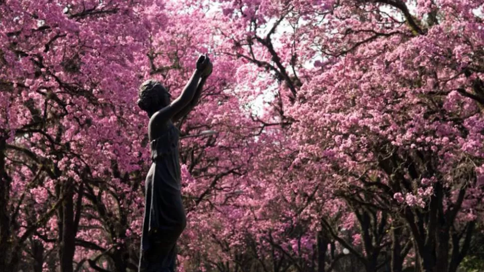 SE ACERCA LA PRIMAVERA. Los lapachos en flor deslumbran con su belleza. ARCHIVO LA GACETA / FOTO DE OSCAR FERRONATO
