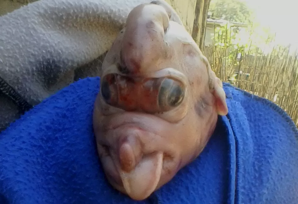 GENTILEZA FRANCISCO VAZQUEZ