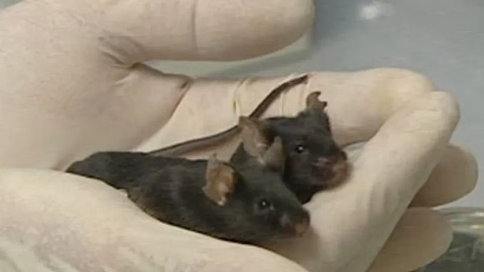 EXPERIMENTO. Los científicos inyectaron a los ratones con una molécula diseñada para impulsar el crecimiento normal del cerebro y el cuerpo. FOTO TOMADA DE ABC.NET.AU