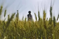 Hablan ya de pérdidas en trigo por falta de  agua