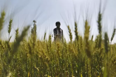 Hablan ya de pérdidas en trigo por falta de  agua