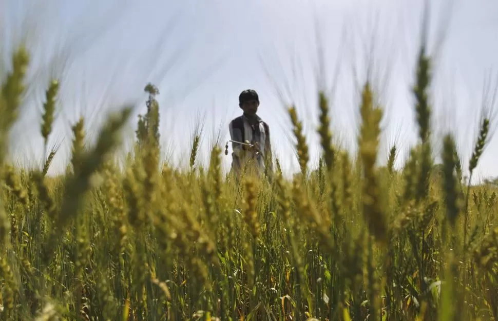 PLANTACIONES DE TRIGO. La situación de sequía es más complicada en el NOA, donde se sembró poco y nada. LA GACETA / ARCHIVO 