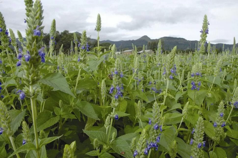 EXPERIENCIA E INVESTIGACIÓN DE LA CHÍA. El mercado de los agro-alimentos es cada vez más sofisticado, explicó Ramiro Lobo, coordinador del proyecto chía de la Estación Experimental Agroindustrial Obispo Colombres (Eeaoc). ARBELLENTHEOS.COM.AR