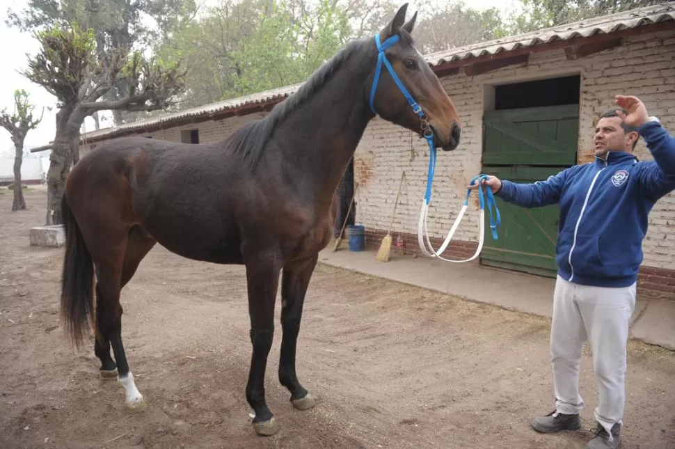 BUENA PRESENCIA. Los productos se encuentran alojados en el tattersall. 