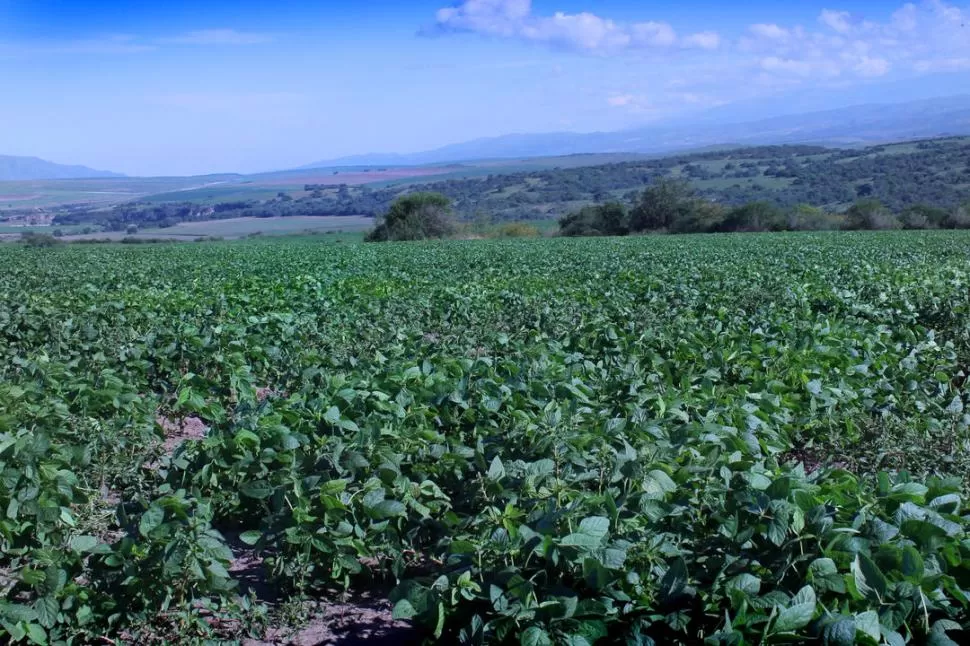 ESTUDIO DE INVERSION-RENTA. Según Robles Terán, se tendrán en cuenta el cultivo antecesor a la soja, como maíz o sorgo, porque mejoran las condiciones del suelo y por ende los rendimientos. LA GACETA / FOTO DE TERESA PASQUERO