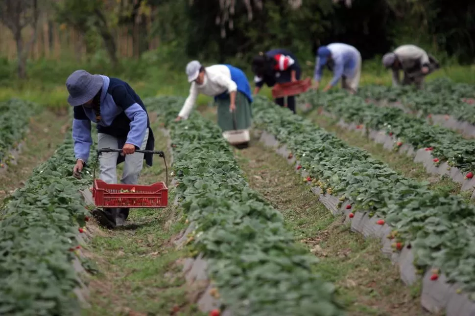SANIDAD. Este año las plantas de frutilla fueron menos castigadas por las enfermedades provocadas por hongos. LA GACETA / FOTO DE JUAN PABLO SANCHEZ NOLI (ARCHIVO) 