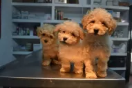 El caniche toy es la raza que más visita los consultorios