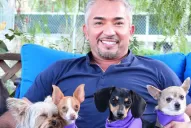 El Encantador de perros llega a la Argentina