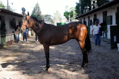 Renuevan  la ilusión