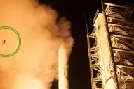 El insólito caso de la primera rana astronauta