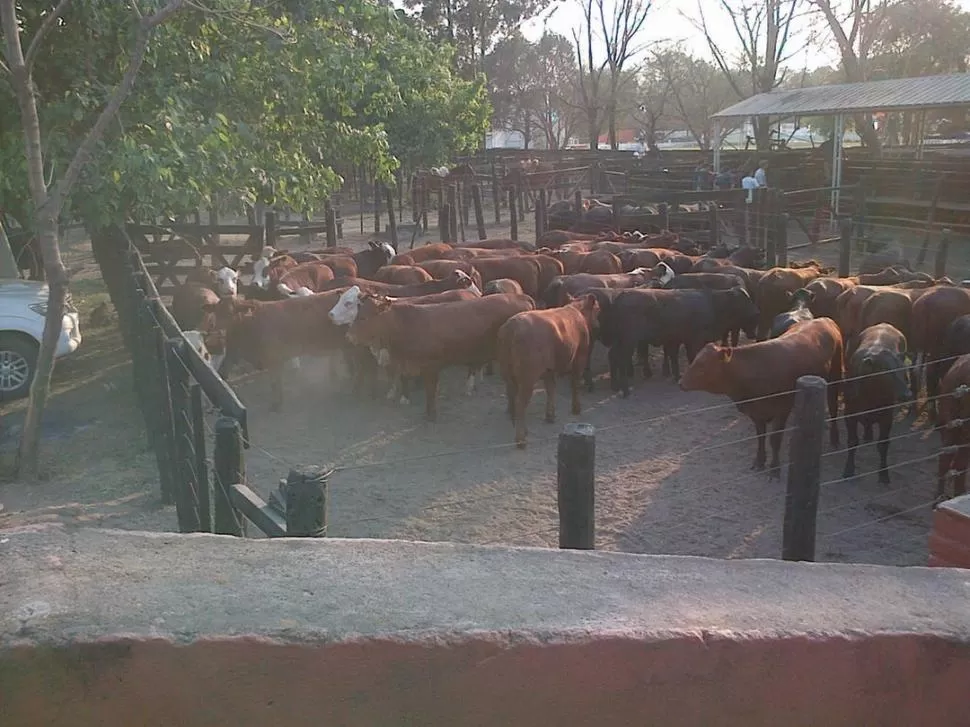 EN LOS CORRALES. Ejemplares Braford y Brangus esperan la jura de clasificación de cada raza. LA GACETA / FOTO DE DANIEL VACA 