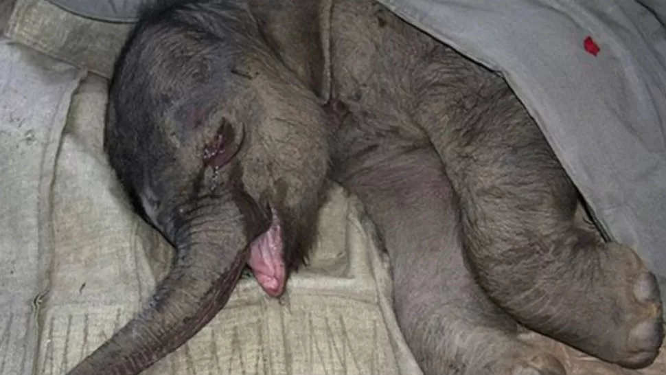 TRISTEZA. El llanto del elefante. FOTO ABC.ES