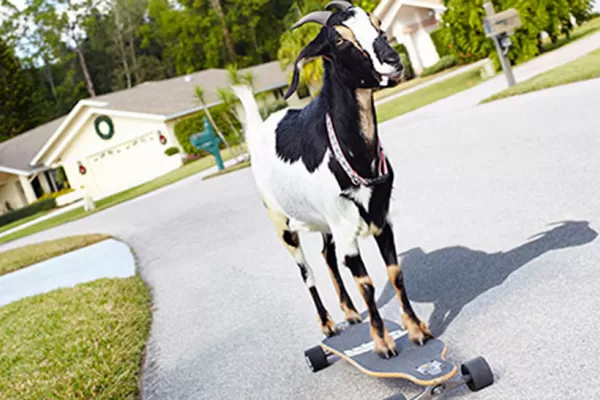 Una cabra que hace skate, en el libro de Guinnes