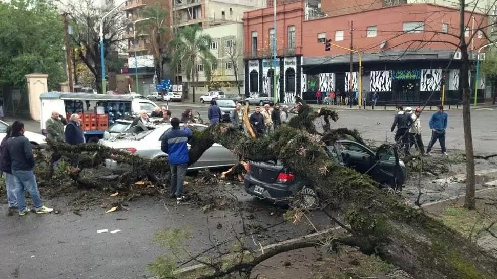 ACCIDENTE. El árbol se desplomó en la esquina de Corrientes y Catamarca. GENTILEZA SEBASTIÁN MATURANA