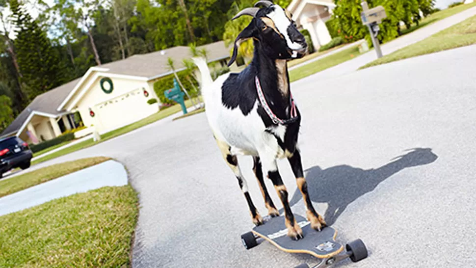 Una cabra que hace skate, en el libro de Guinnes