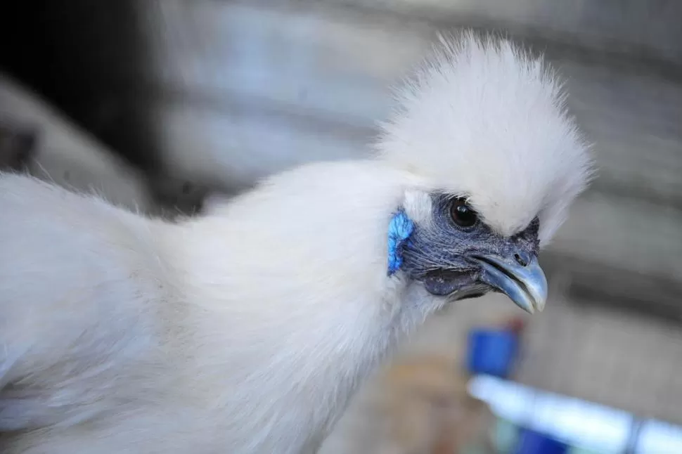 EL CANICHE DE LAS GALLINAS.  LA GACETA / FOTOS DE DIEGO ARAOZ