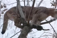 Rescataron a un puma, en una finca de Salta, pero murió por el estrés