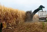 Es muy difícil, y en algunos casos será imposible, recuperar un buen nivel de rendimiento cultural