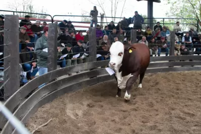 La Expo Ganadera reunió a cabañas  y a productores