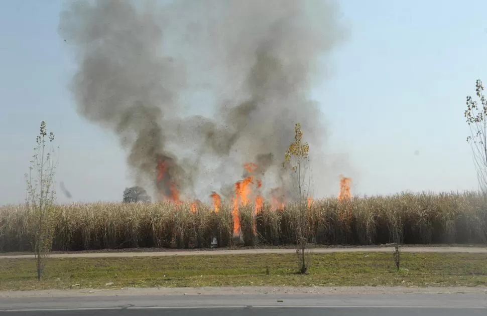 MÚLTIPLES DAÑOS. La quema de cañaverales está prohibida, pero algunos productores cañeros hacen oídos sordos a las normativas ambientales y productivas. LA GACETA / FOTO DE OSVALDO RIPOLL 