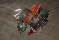 Desbaratan una banda dedicada a las riñas de gallos en Salta