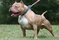 Las Termas: Un pitbull atacó salvajemente a un niño de un año y medio