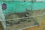 Rescatan un puma que una familia tenía como mascota