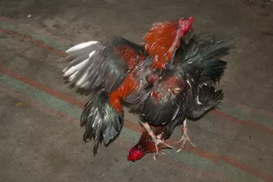 Desbaratan una banda dedicada a las riñas de gallos en Salta