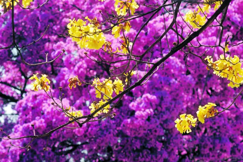 TESOROS DE LA NATURALEZA. Los lapachos rosados (Tabebuia avellanedae) y amarillo (Tabebuia alba) vestirán de gala al barrio al final del invierno. 