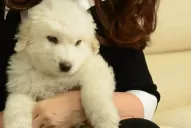 Cristina Kirchner presentó a Simón, su perro